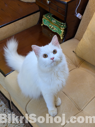 Persian cat